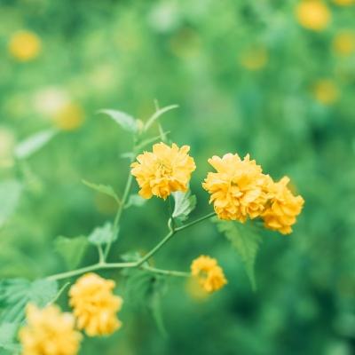 大秦江山美人(暂未上线)v1.0.0 安卓版